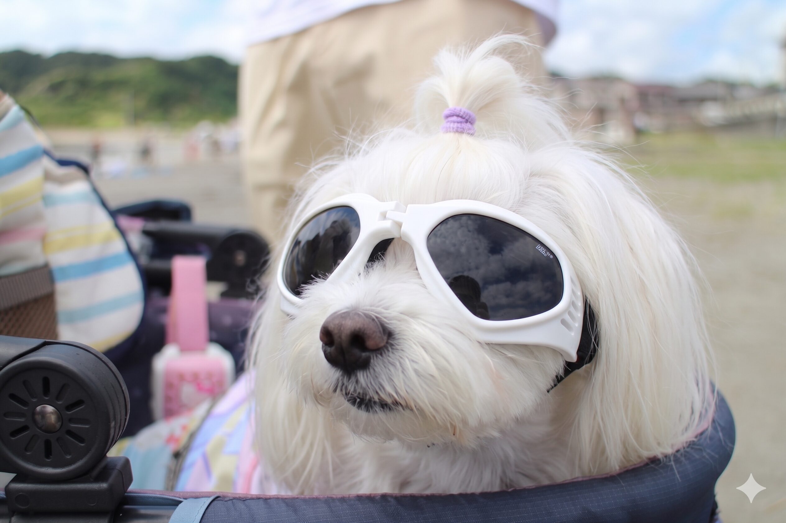 サングラスをかけたマルチーズ